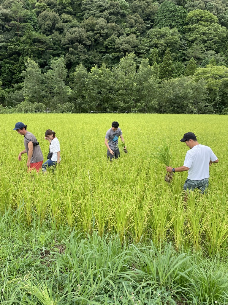 棚田のなかを歩く参加者たち