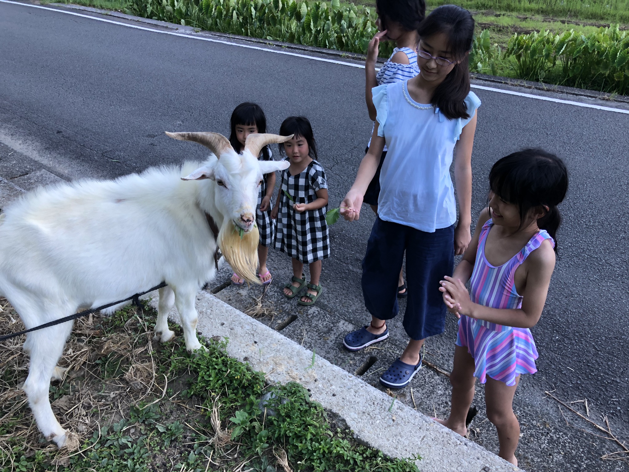 ヤギとふれあう子どもたち