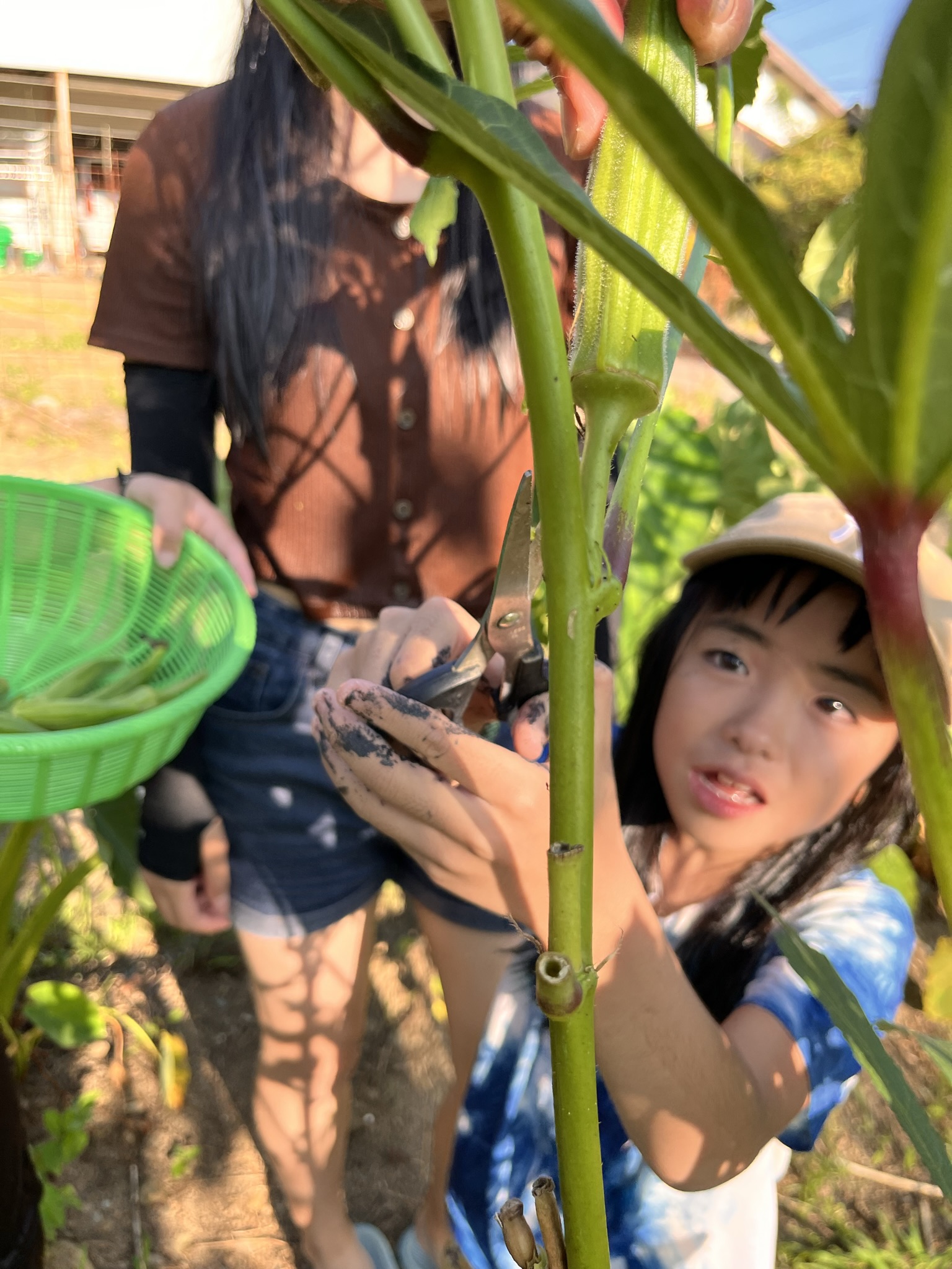 畑で収穫を体験する子ども