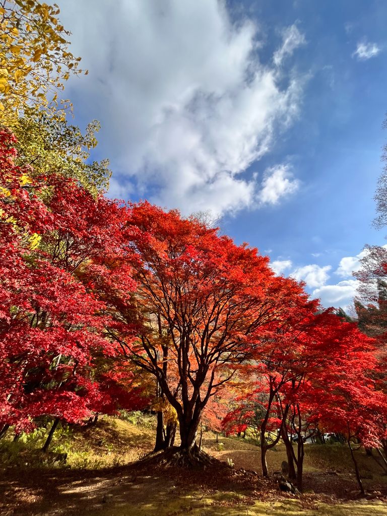 紅葉