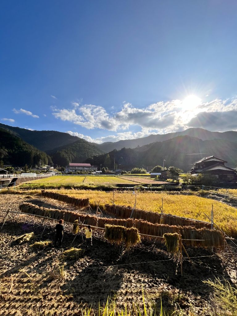 田んぼ